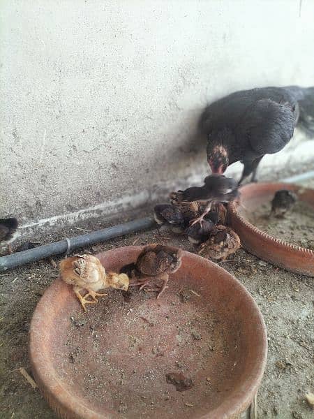 AsEeL male and female chicks for sale black madi  Pakistan Peshawar 1