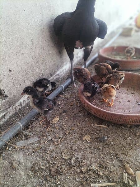 AsEeL male and female chicks for sale black madi  Pakistan Peshawar 2