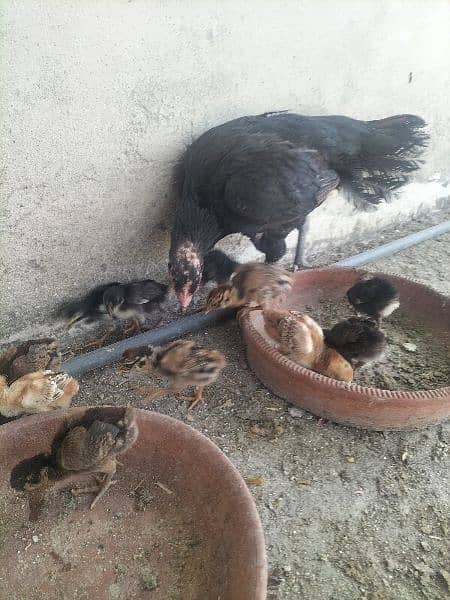 AsEeL male and female chicks for sale black madi  Pakistan Peshawar 3