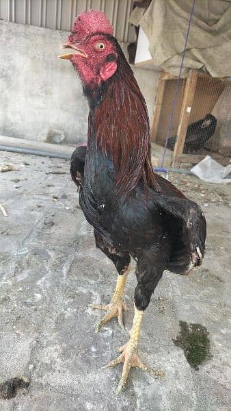 AsEeL male and female chicks for sale black madi  Pakistan Peshawar 4