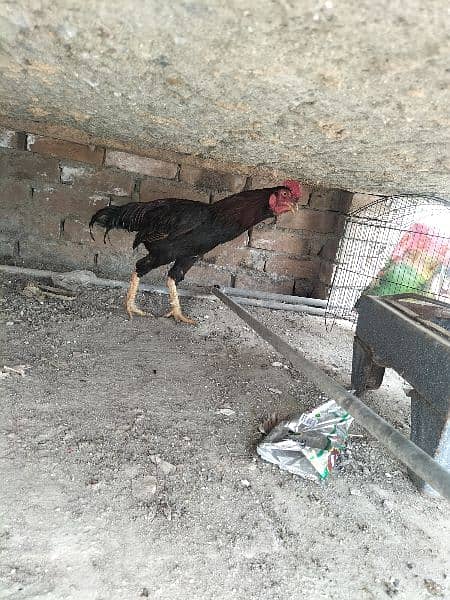 AsEeL male and female chicks for sale black madi  Pakistan Peshawar 6