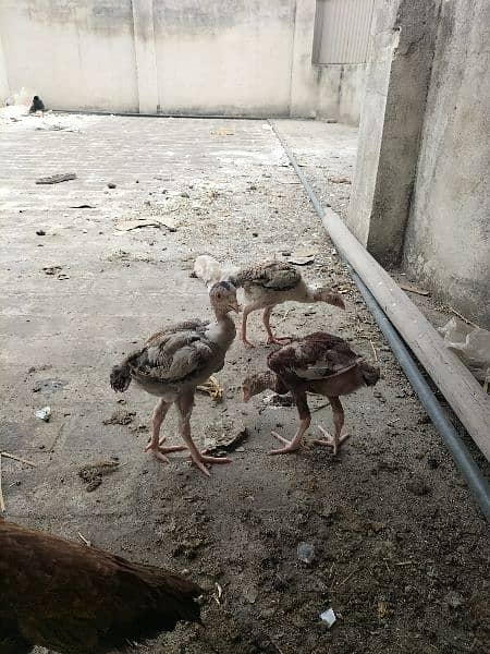 AsEeL male and female chicks for sale black madi  Pakistan Peshawar 7