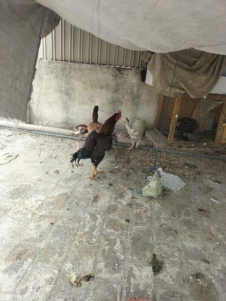 AsEeL male and female chicks for sale black madi  Pakistan Peshawar 8