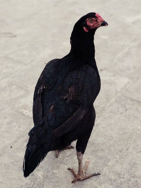 AsEeL male and female chicks for sale black madi  Pakistan Peshawar 9