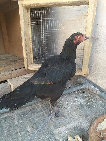AsEeL male and female chicks for sale black madi  Pakistan Peshawar 10