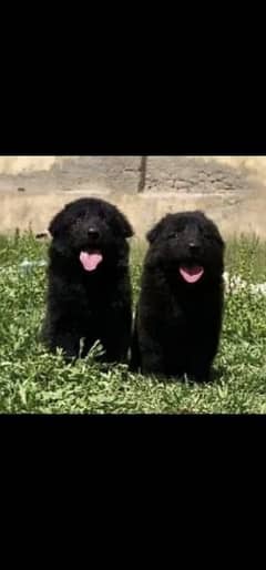 black German Shepherd for sale puppy male female
