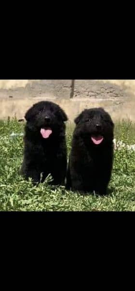 black German Shepherd for sale puppy male female 0