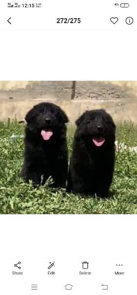 black German Shepherd for sale puppy male female 1