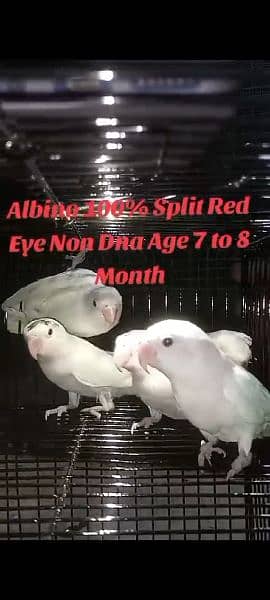 Albino Split Red eye 2