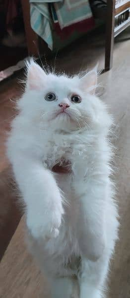 persian male kitten 4