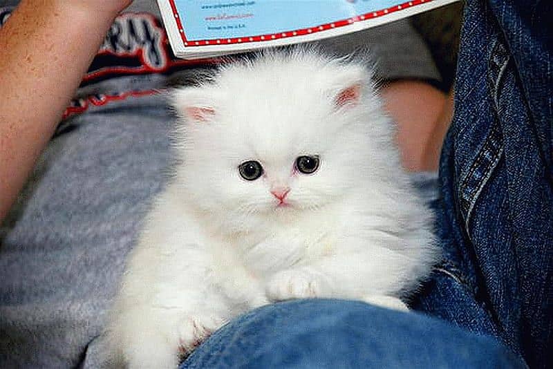 Triple coated Persian kittens 1