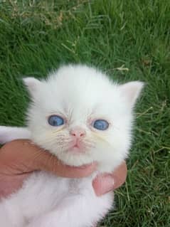 Persian Extreme Punch Face and Near To pEki Kittens available