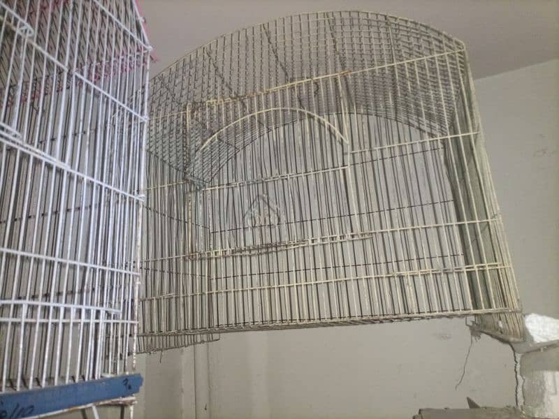 cages 03168901477 1