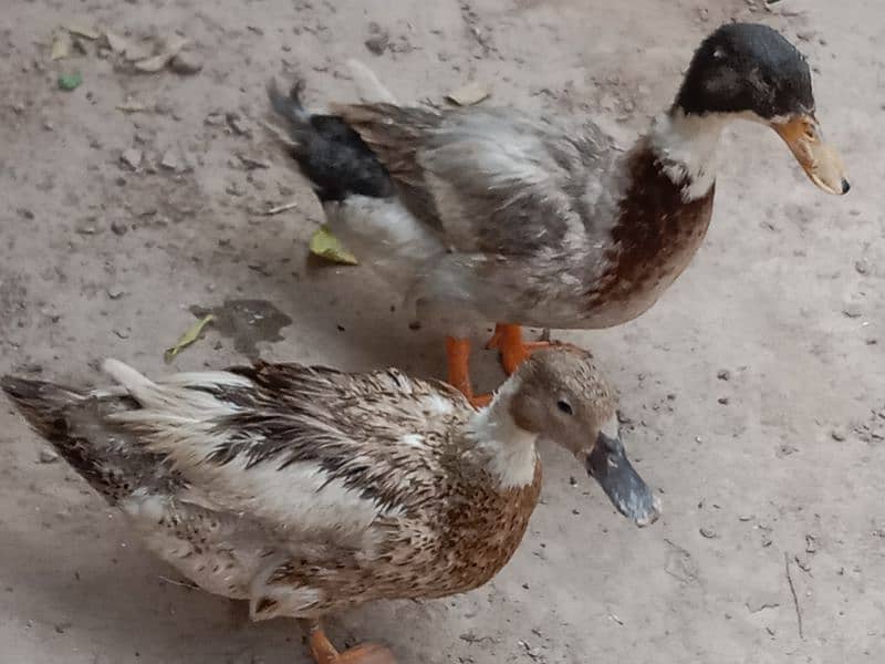 Beautiful Best Ducks 3
