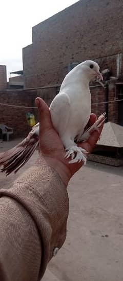 laka pigeon