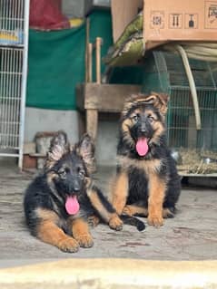 German Shehphard Long Coat Puppies
