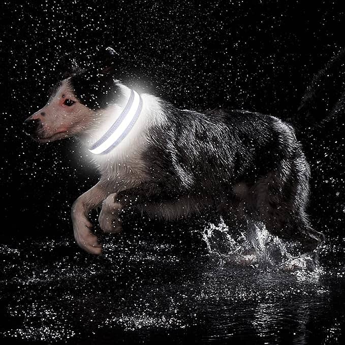 LED Dog Collar - USB Rechargeable with Water Resistant C102 1