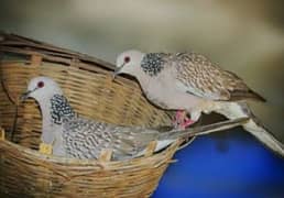 Spotted Dove  Pair  Without DNA    سپاٹڈ ڈوو  جوڑا  ڈی-این-اے  کے بغیر