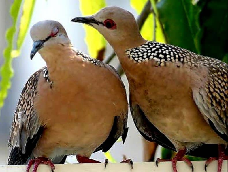 Spotted Dove  Pair  Without DNA    سپاٹڈ ڈوو  جوڑا  ڈی-این-اے  کے بغیر 1