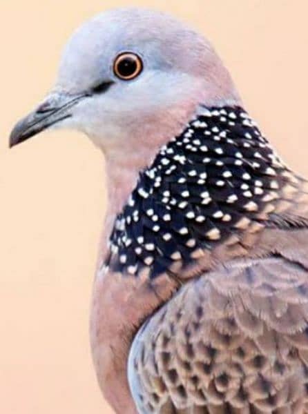Spotted  Dove  Beautiful  Pair      سپاٹڈ  ڈوو  خوبصورت  جوڑا 2