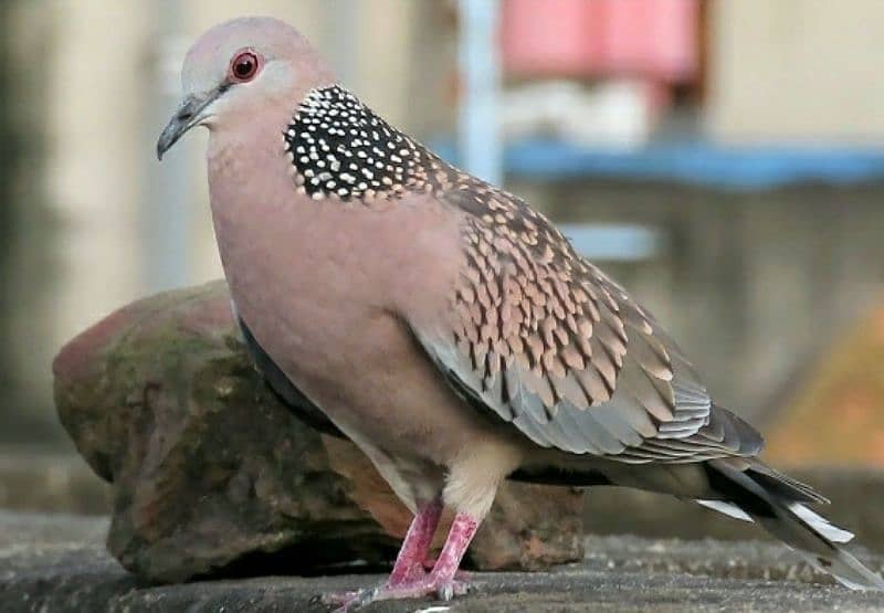 Spotted Dove  Pair  Without DNA    سپاٹڈ ڈوو  جوڑا  ڈی-این-اے  کے بغیر 3