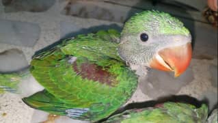Healthy Active Pahari Raw Parrot Chicks Available Contact 03362838259