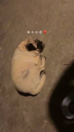 Cream Colour Female Pug