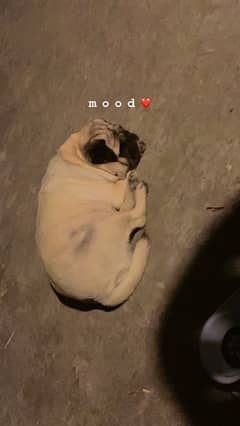 Cream Colour Female Pug 0