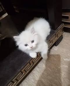 High Quality Beautiful Kitten With Long Hairs . Age 45 Days gy