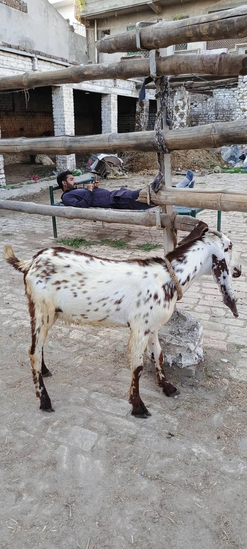 Goat desi bakra doonda for Qurbani 2