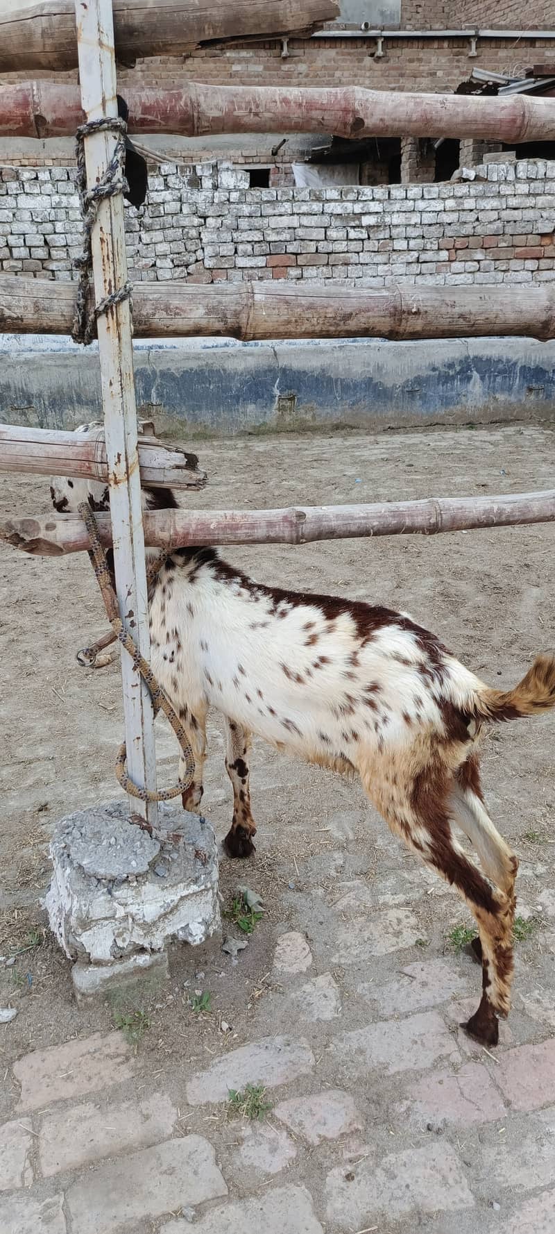 Goat desi bakra doonda for Qurbani 3