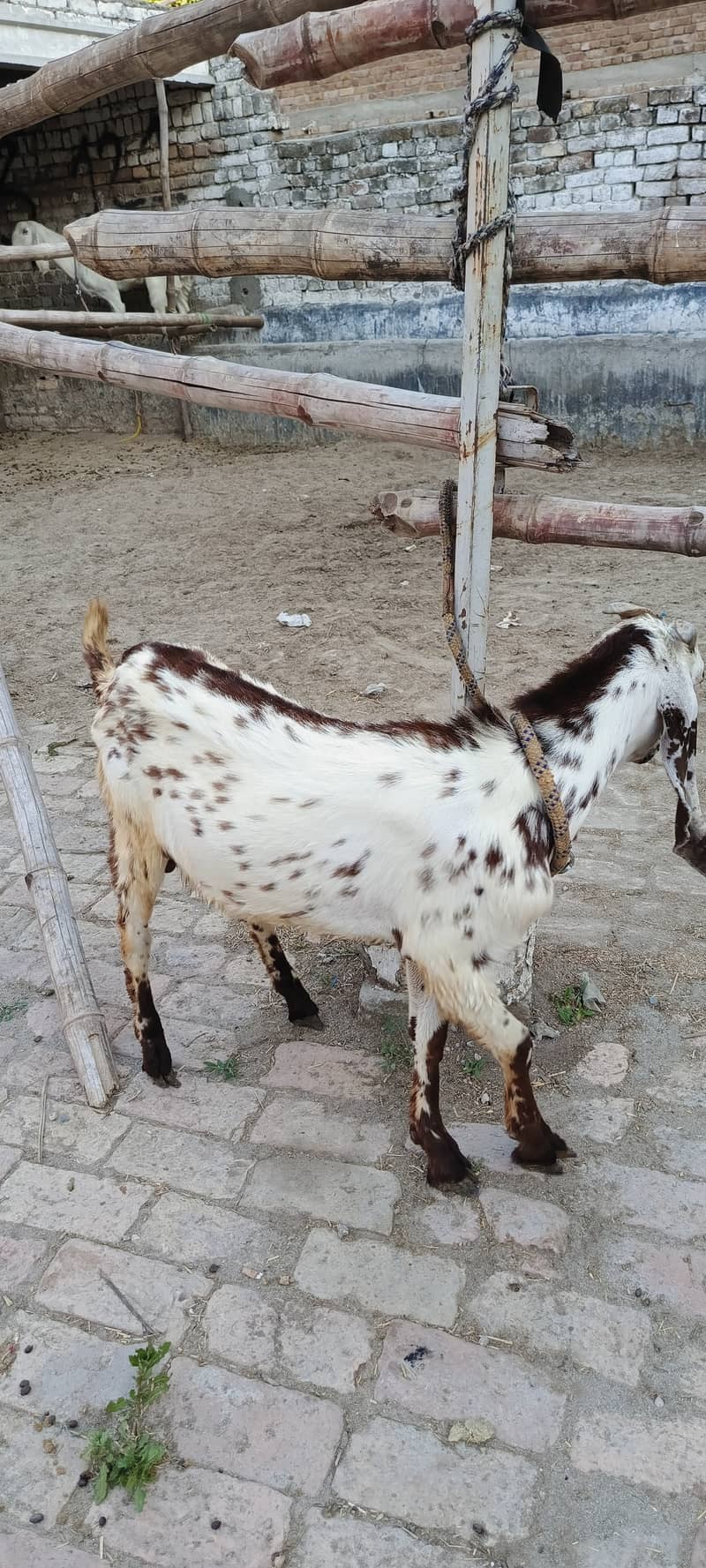 Goat desi bakra doonda for Qurbani 4