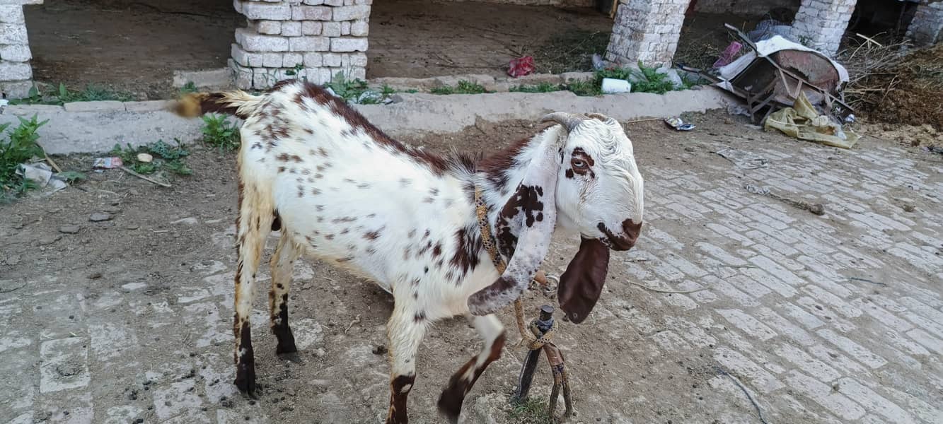 Goat desi bakra doonda for Qurbani 5