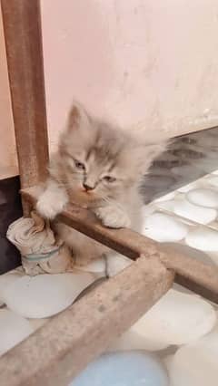 Persian cats 2month kitty