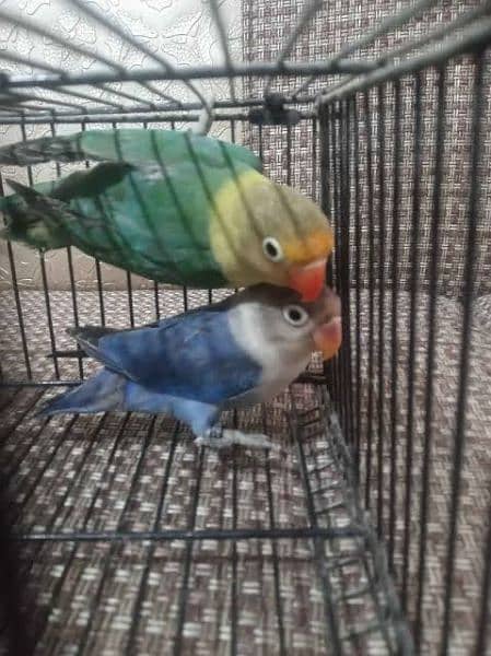 I'm selling 50 parrots, at wholesale price 0
