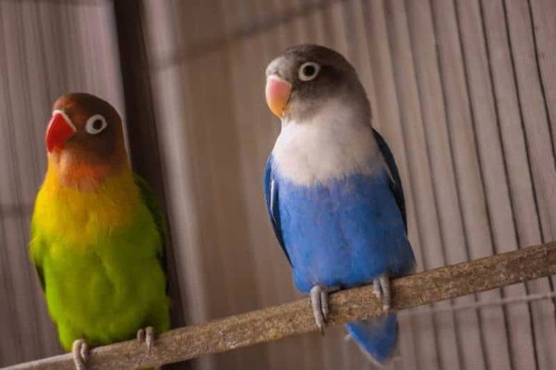 I'm selling 50 parrots, at wholesale price 2