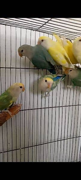 I'm selling 50 parrots, at wholesale price 3