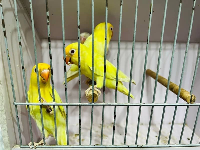 I'm selling 50 parrots, at wholesale price 4