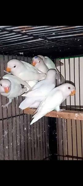 I'm selling 50 parrots, at wholesale price 5