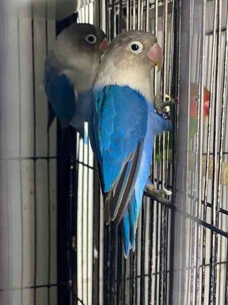 I'm selling 50 parrots, at wholesale price 7