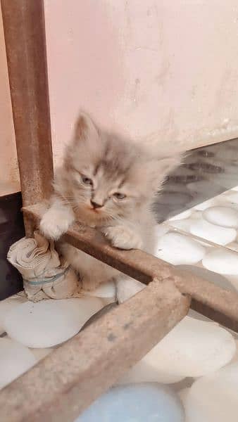 Persian cats 2month child 0