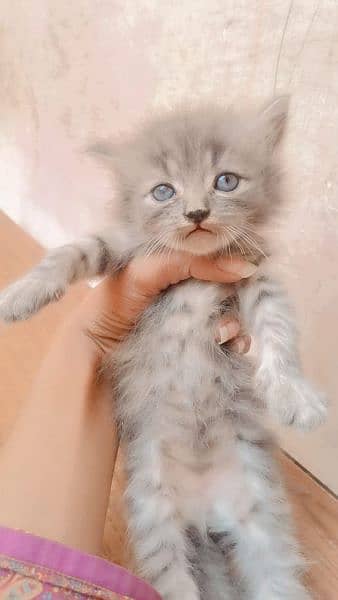 Persian cats 2month child 1