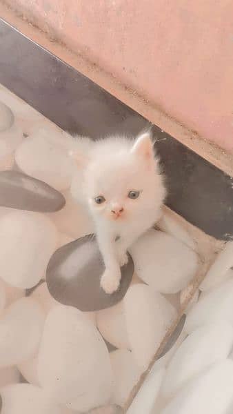 Persian cats 2month child 3