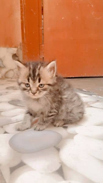 Persian cats 2month child 5