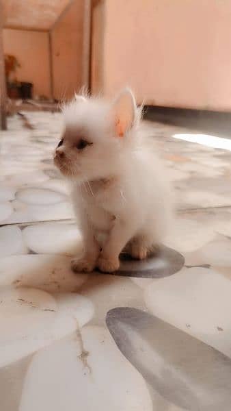 Persian cats 2month child 6