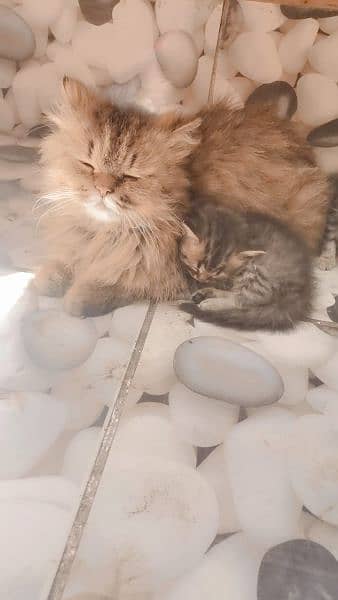 Persian cats 2month child 7