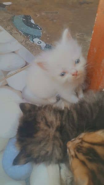 Persian cats 2month child 9