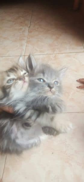 Persian cats 2month child 10