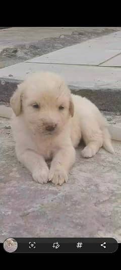 buldog puppy cute dog puppy 0