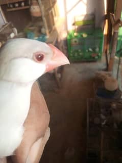 white java check or breeder pair 03002397019 what's up 0